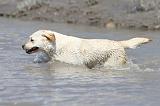 LABRADOR 537